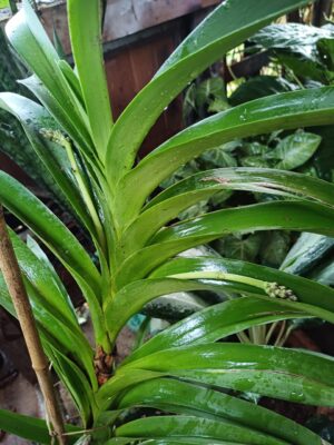 Vanda – Orquídea tropical de colección