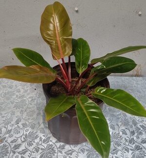 WhatsApp Image 2025-12-27 at 18.09.02 “La planta entregada será igual o mejor que la mostrada en la imagen. En caso de compras simultáneas, se entregará un ejemplar sustituto de igual o mayor calidad.”