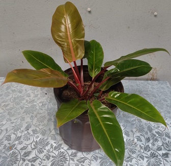 WhatsApp Image 2025-12-27 at 18.09.02 “La planta entregada será igual o mejor que la mostrada en la imagen. En caso de compras simultáneas, se entregará un ejemplar sustituto de igual o mayor calidad.”