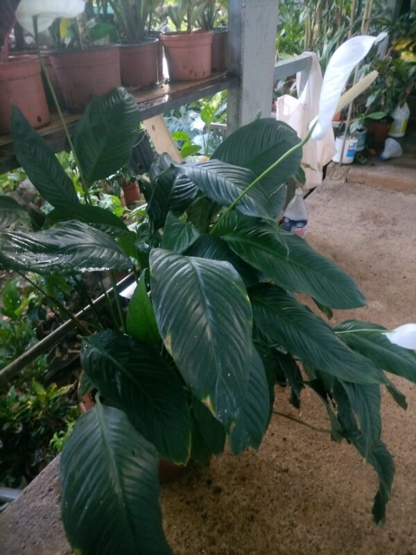 Lirio de la Paz (Spathiphyllum)