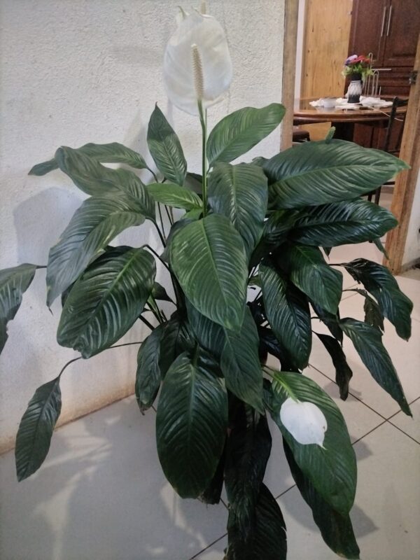 Lirio de la Paz (Spathiphyllum)