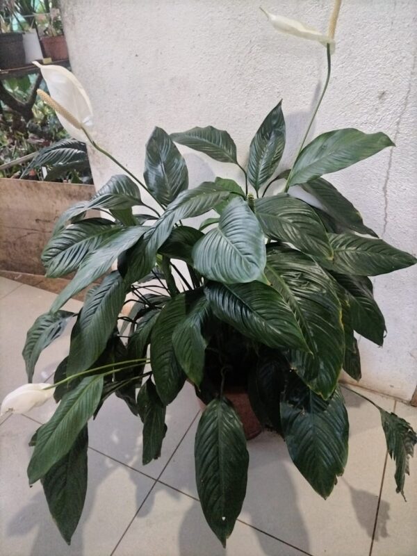 Lirio de la Paz (Spathiphyllum)