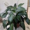 Lirio de la Paz (Spathiphyllum)