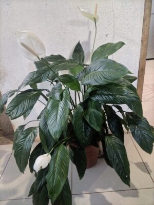 Lirio de la Paz (Spathiphyllum)
