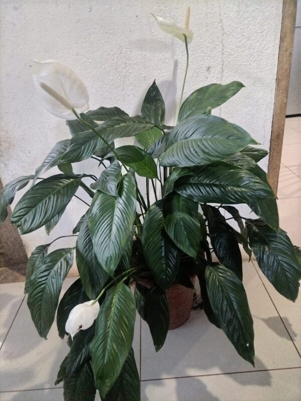 Lirio de la Paz (Spathiphyllum)