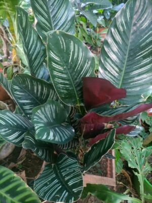 La Calathea raya de lapiz