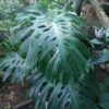 Monstera deliciosa