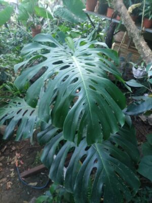 Monstera deliciosa