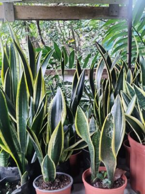 WhatsApp Image 2026-01-01 at 17.21.57 Lengua de Suegra