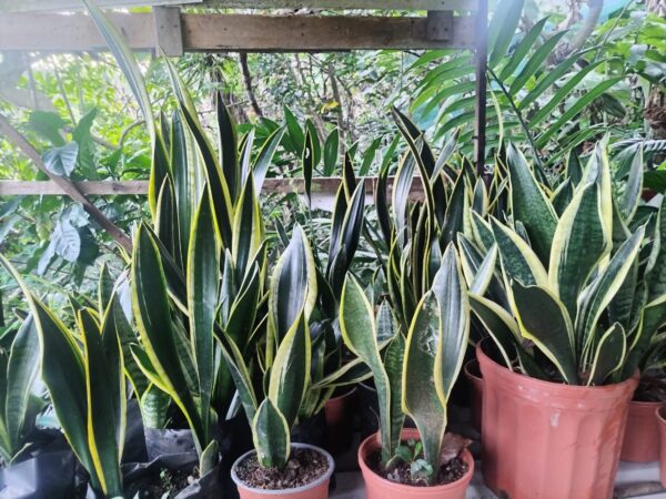 WhatsApp Image 2026-01-01 at 17.21.57 Lengua de Suegra