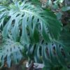 Monstera deliciosa