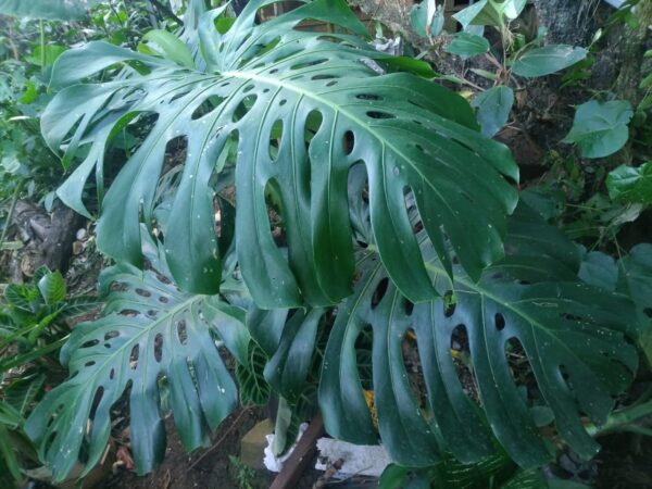 Monstera deliciosa