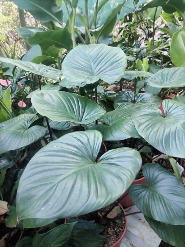 Oreja de Elefante (Colocasia/Alocasia)