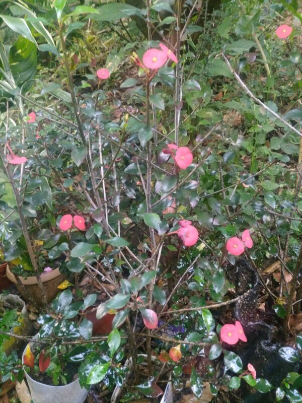 WhatsApp Image 2026-01-01 at 17.22.03 Sombrero chino