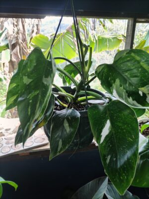 Philodendron variegado en maceta