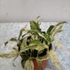 Epipremnum aureum “Maimi” variegado en maceta