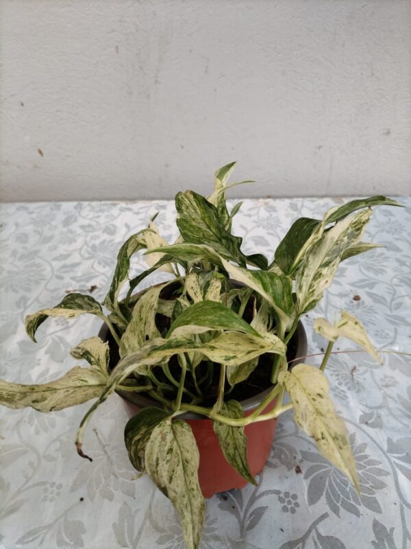 Epipremnum aureum “Maimi” variegado en maceta