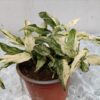 Epipremnum aureum “Maimi” variegado en maceta