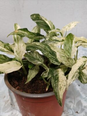 WhatsApp Image 2026-01-06 at 19.21.07 Epipremnum aureum “Maimi” variegado en maceta