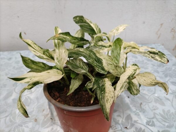 Epipremnum aureum “Maimi” variegado en maceta