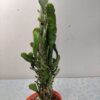 WhatsApp Image 2026-01-06 at 19.23.13 Cactus Opuntia en maceta