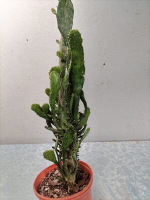 Cactus Opuntia en maceta