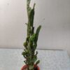 Euphorbia trigona en maceta
