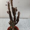 Euphorbia trigona en maceta