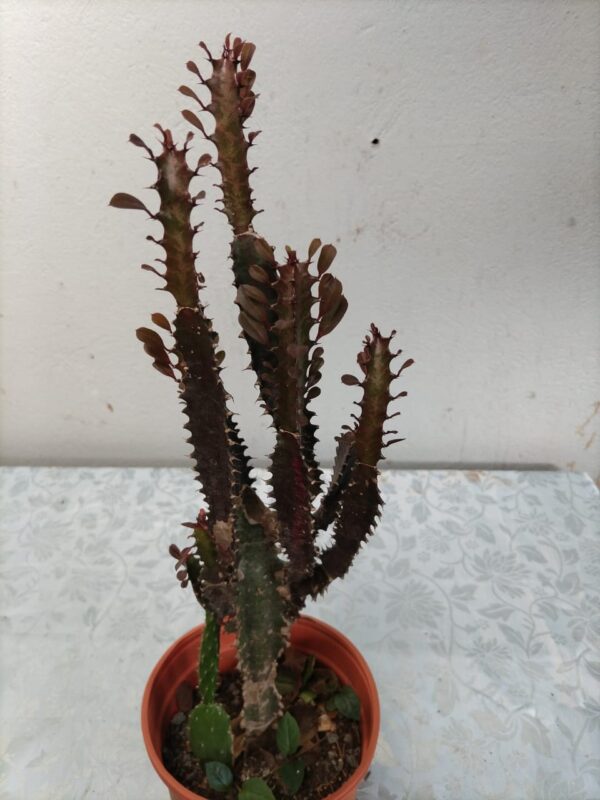 Euphorbia trigona en maceta