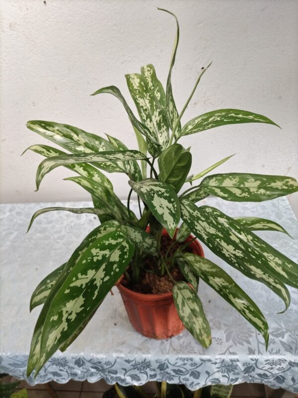 Aglonema ornamental en maceta