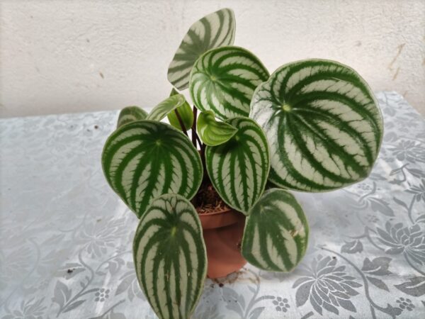 WhatsApp Image 2026-01-06 at 19.23.17 Peperomia Sandía en maceta
