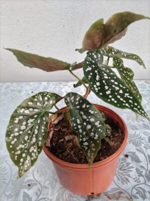 WhatsApp Image 2026-01-06 at 19.23.18 Begonia maculata en maceta
