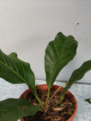 Tabacón ornamental en maceta