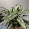 Aglaonema ornamental en maceta