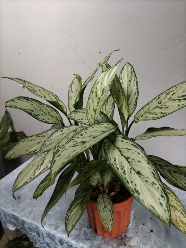 Aglaonema ornamental en maceta