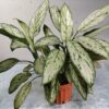 Aglaonema ornamental en maceta