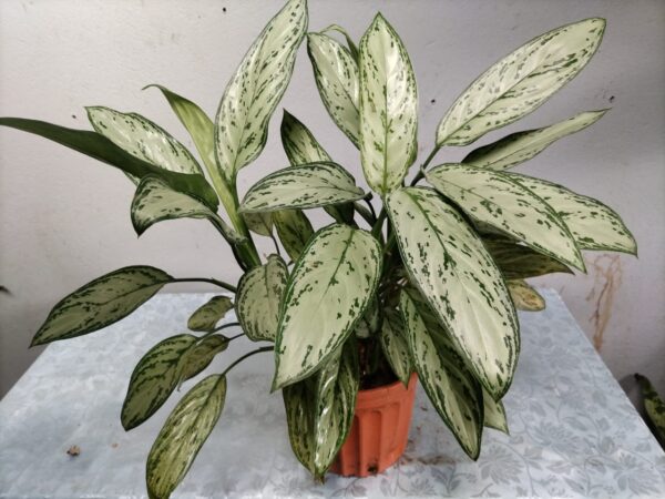 Aglaonema ornamental en maceta
