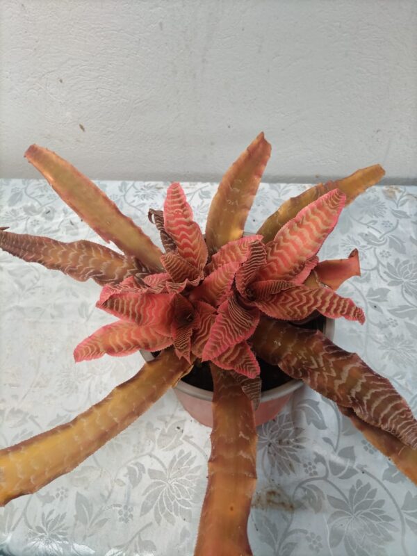 Bromelia ornamental