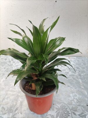 WhatsApp Image 2026-01-06 at 19.51.23 Dracaena o palo de brasil