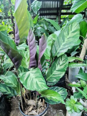 Calathea ornamental grande