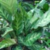 Calathea ornamental grande