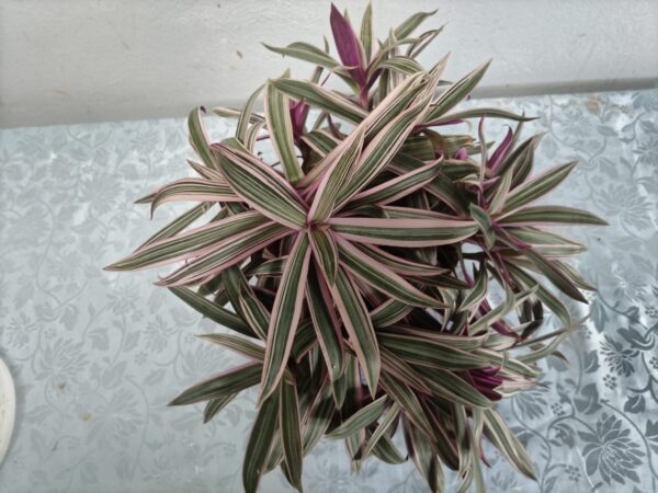 Dracaena variegada en maceta