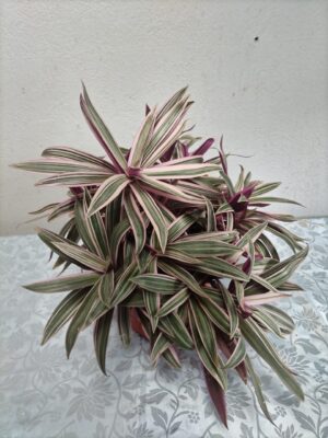 Dracaena variegada en maceta