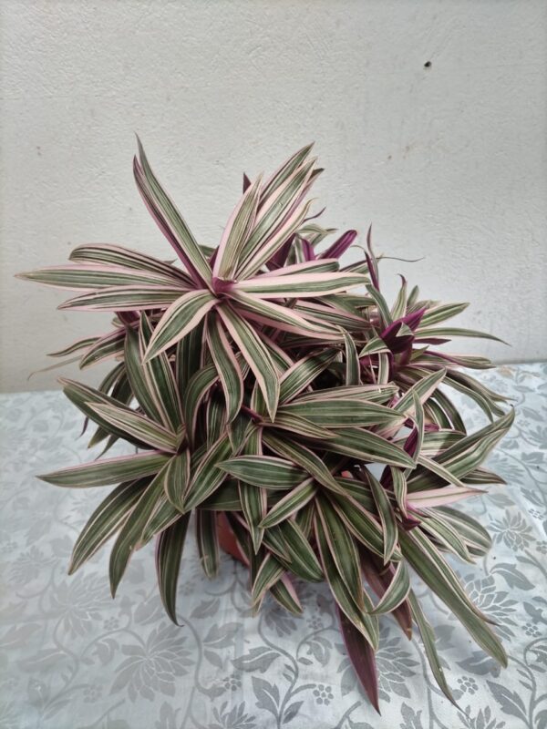 Dracaena variegada en maceta