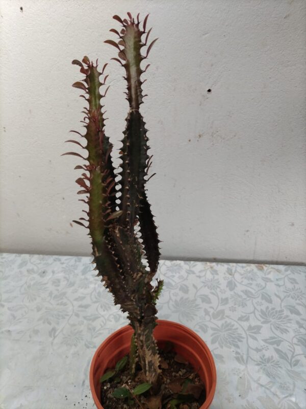 Euphorbia trigona en maceta
