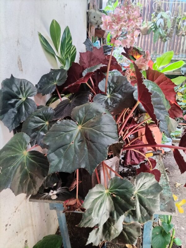 Bromelia ornamental gigante en floración