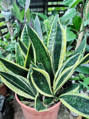 Lengua de suegra varios ejemplares