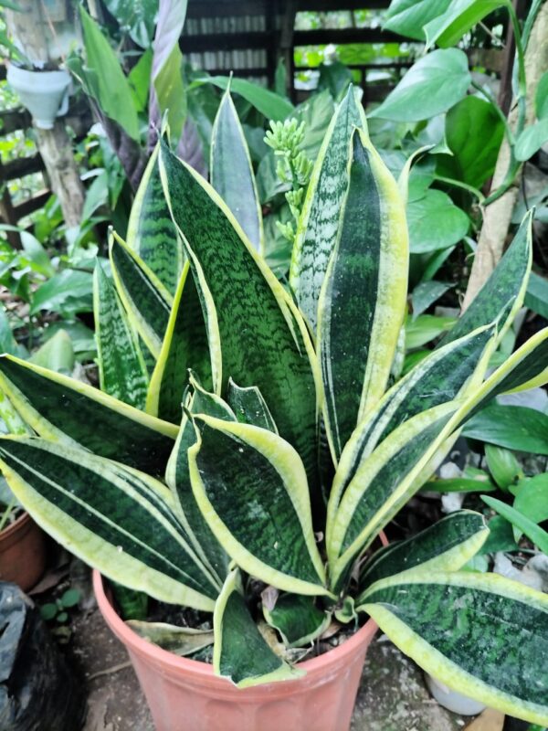 Lengua de suegra varios ejemplares