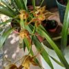 cimvidiun Orquídea Cymbidium