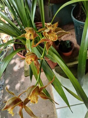 Hijos de orquídea Cymbidium en maceta